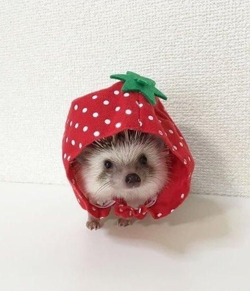 IDOLHEDGEHOG's tweet photo. https://t.co/Ooy3QzIoSP