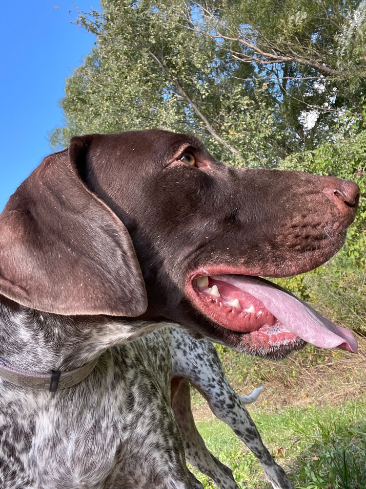 PullyDogs's tweet image. Bolt and I just #ResQwalked 4.67 km in support of animals in need on the Chrysler Greenway! Thanks  resqwalk.com