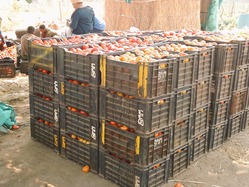 farmbuzz1's tweet photo. FINISHING STRONG !!

Mutorashanga project is just a story of not giving up, taking risk and hardworking. Today the sleepless nights gave us our second reap of 221 crates of Star 9009 tomatoes. Bulawayo people are going to taste our fruits tommorrow early morning
@basera_john https://t.co/G97O3p9IPM