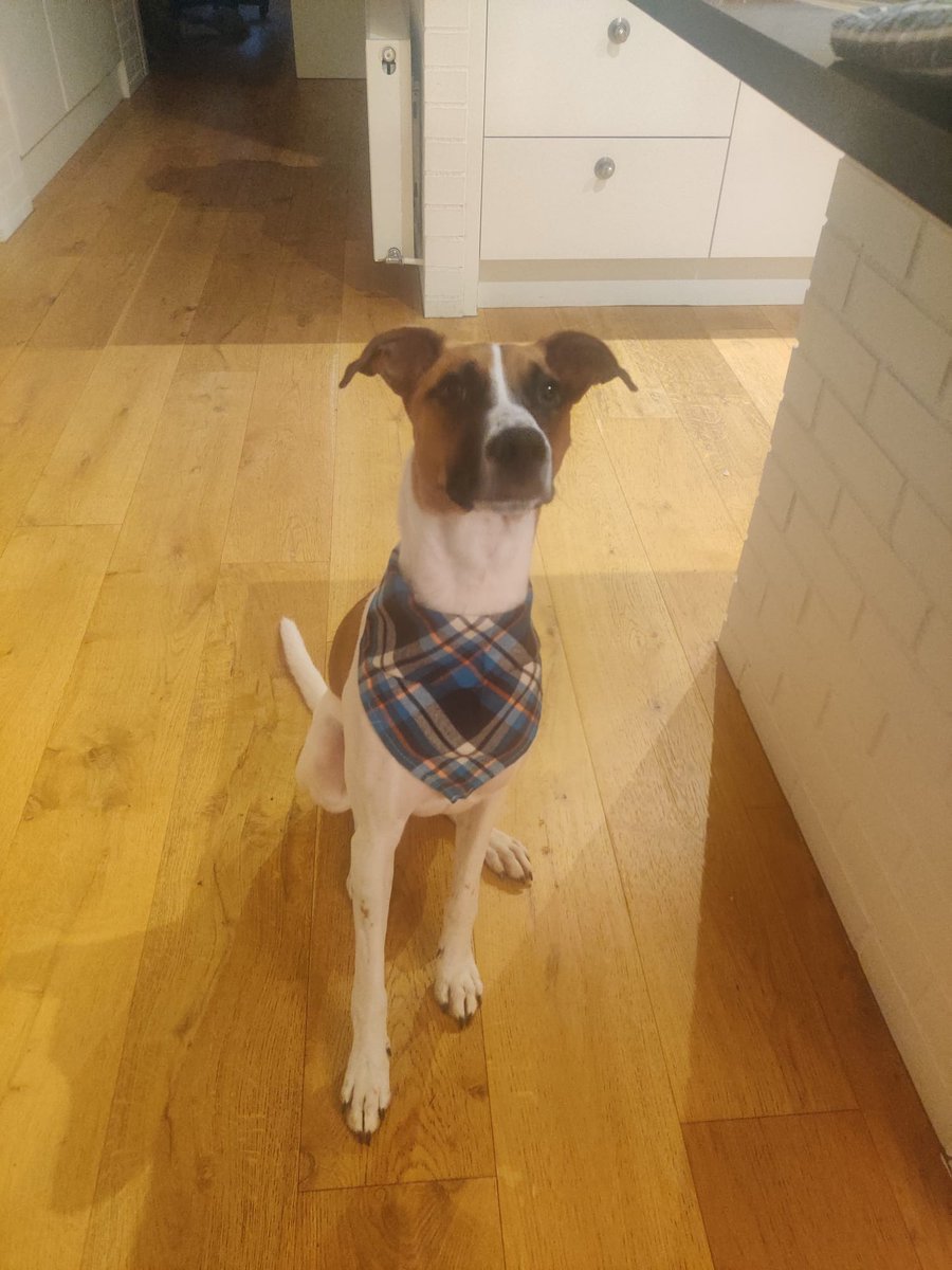 Monty's first gotcha day tomorrow! It's been a wonderful year 😊 thanks to <a href="/harrysdogbakery/">Harry's Dog Bakery</a> for his treats and gift!