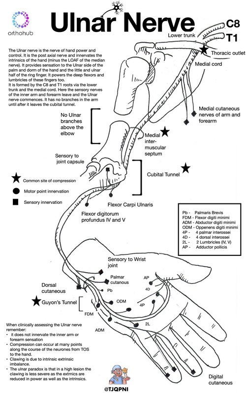 TJQPNI's tweet image. Fancy some endoftheweekend nerve updates? @OrthohubXYZ and I present examination tips on sheets for each of the major nerves of the hand. #ulnar #median #radial.