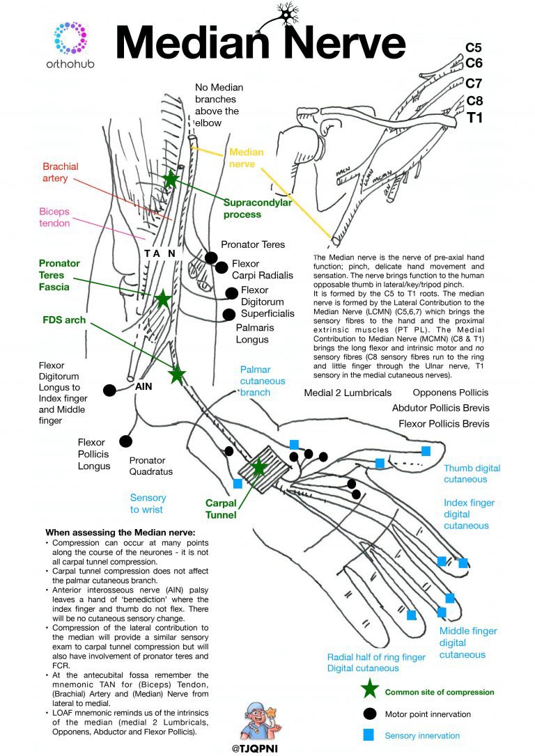 TJQPNI's tweet image. Fancy some endoftheweekend nerve updates? @OrthohubXYZ and I present examination tips on sheets for each of the major nerves of the hand. #ulnar #median #radial.