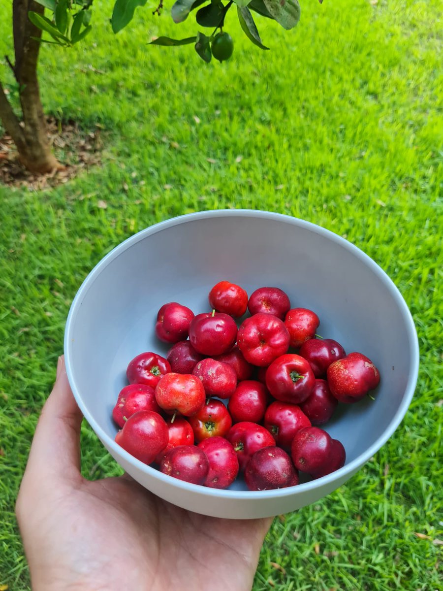 luiz_leiria's tweet photo. Harvesting, then preparing and finally drinking/eating something from your own backyard is priceless! Here, an acerola juice just fresh from my backyard 🍒🍹😋 #tropicallifestyle https://t.co/ufb3Py53lI