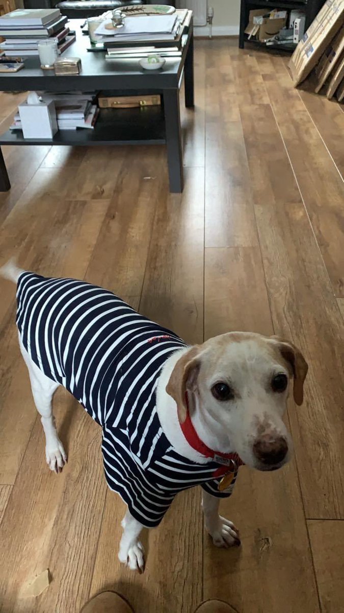 <a href="/Joulesclothing/">Joules</a> do you need a new canine supermodel 🐶