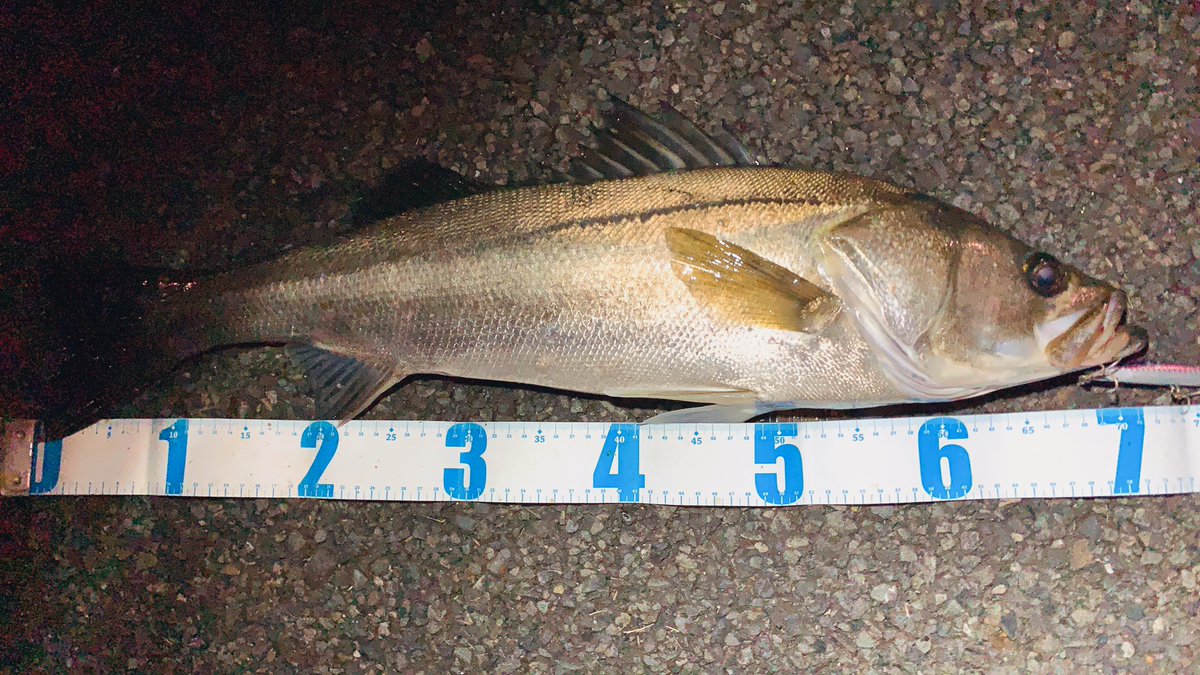 angler__YU's tweet photo. 久しぶりのシーバスゲーム🎣久しぶりのシーバス🤣ベイトも入っいて状況は良かったけど、ランディングが下手くそだからバラしまくった😅でも最後には70UP出てくれて嬉しかった😭

#ピンテールEZ
#Jackson
#シーバスゲーム https://t.co/ZiF7WvXZX0