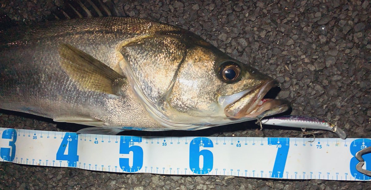 angler__YU's tweet photo. 久しぶりのシーバスゲーム🎣久しぶりのシーバス🤣ベイトも入っいて状況は良かったけど、ランディングが下手くそだからバラしまくった😅でも最後には70UP出てくれて嬉しかった😭

#ピンテールEZ
#Jackson
#シーバスゲーム https://t.co/ZiF7WvXZX0
