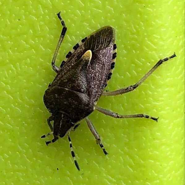 MrsRAllen's tweet photo. This lovely creature was on the garden chair #sloebug #tarianbryfeirintagu #bywydgwyllt #wildlife #pryfed #insects #garddbywydgwyllt #biodiversity #wildlifegarden #natur #climatecymru https://t.co/6IXhEGIBDq
