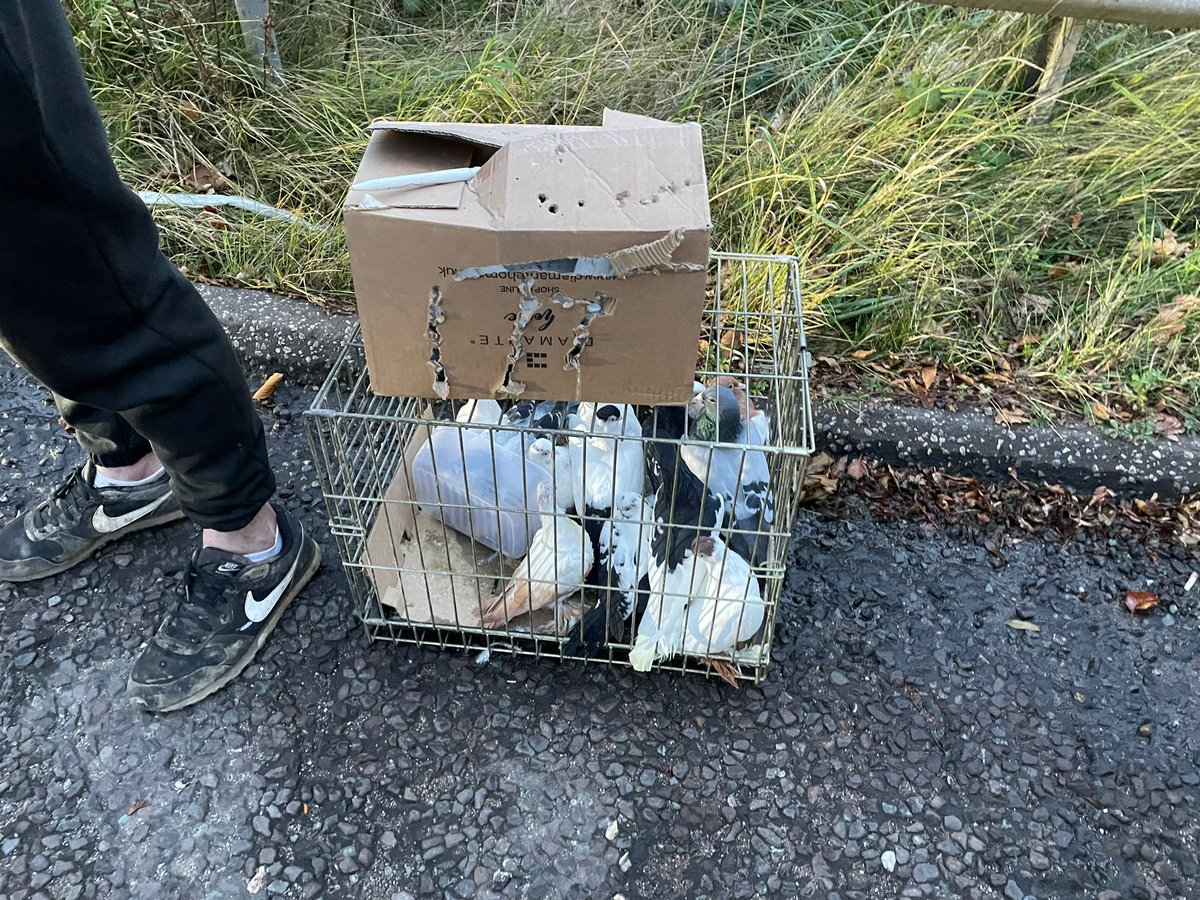 M1. Another day, another drink driver on the motorway. Make no mistake, if you put others at risk we are coming for you like any other criminal - boxed in and arrested. Blows 75ug in custody (limit 35). At least the pigeons can fly home... #Fatal4 #DontDrinkDrive