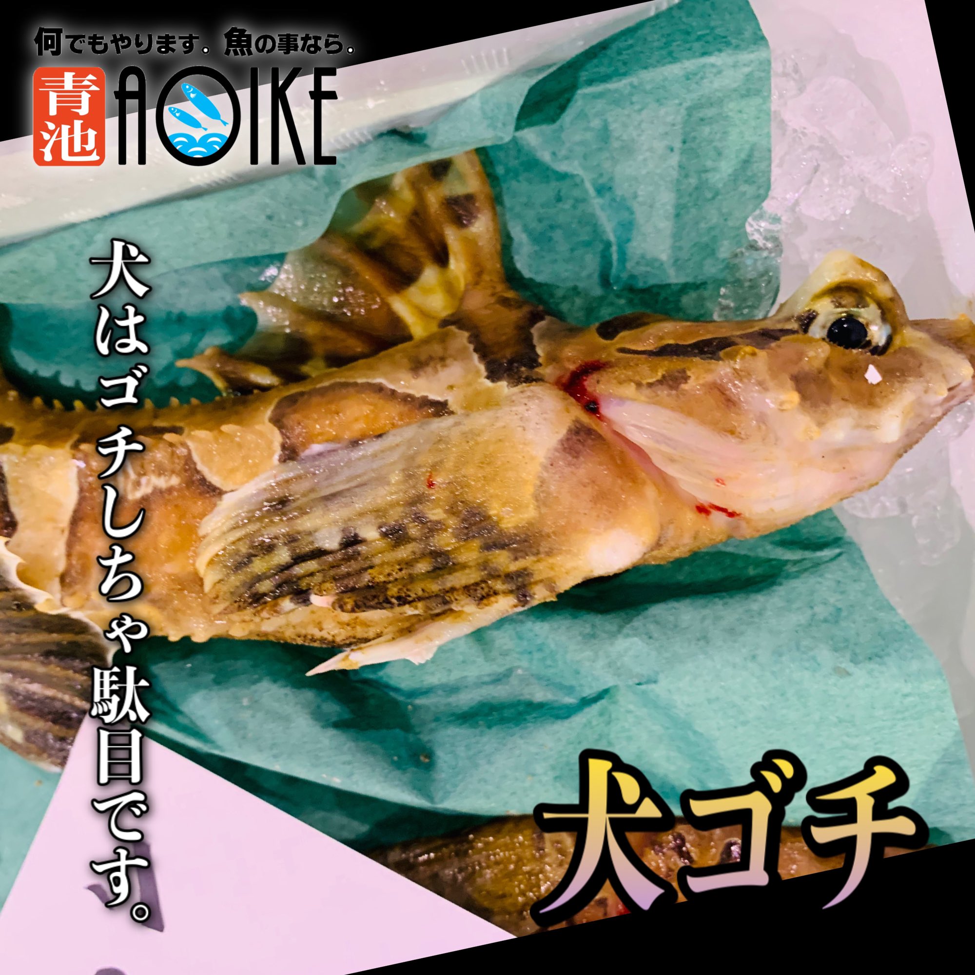 تويتر Aoike 青池水産株式会社 على تويتر 犬はゴチしちゃ駄目です イヌゴチ 大口に斑点模様の愛らしいお魚がおりました イヌゴチです 犬に似ているコチという事でイヌゴチ 決して食べてたわけではありません T Co Wjvhwvabvp