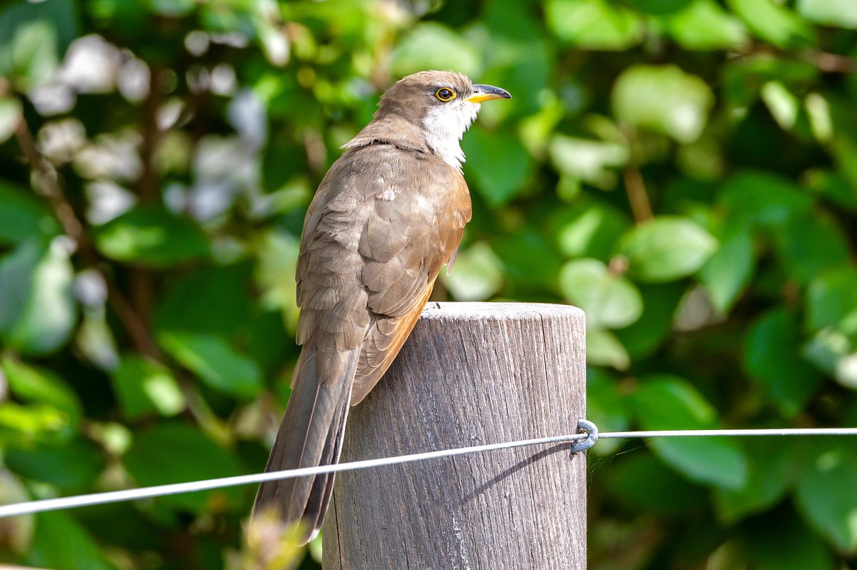 JaneKratochvil's tweet image. Yellow-billed Cuckoo at BBP. Shortly after, he was harassed by a Mockingbird and he flew right into this wall just below the window at 130 Furman St. The MB followed but missed. The YBC diverted after the strike and flew into thick underbrush. #windowstrike @wildbirdfund @ebird