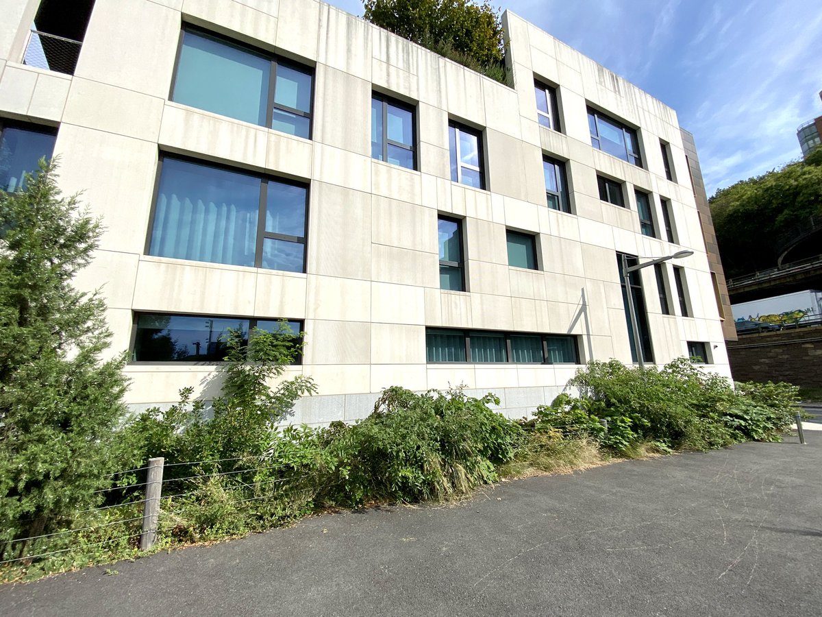 JaneKratochvil's tweet image. Yellow-billed Cuckoo at BBP. Shortly after, he was harassed by a Mockingbird and he flew right into this wall just below the window at 130 Furman St. The MB followed but missed. The YBC diverted after the strike and flew into thick underbrush. #windowstrike @wildbirdfund @ebird