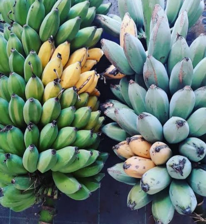 RustlingTrees on Twitter: