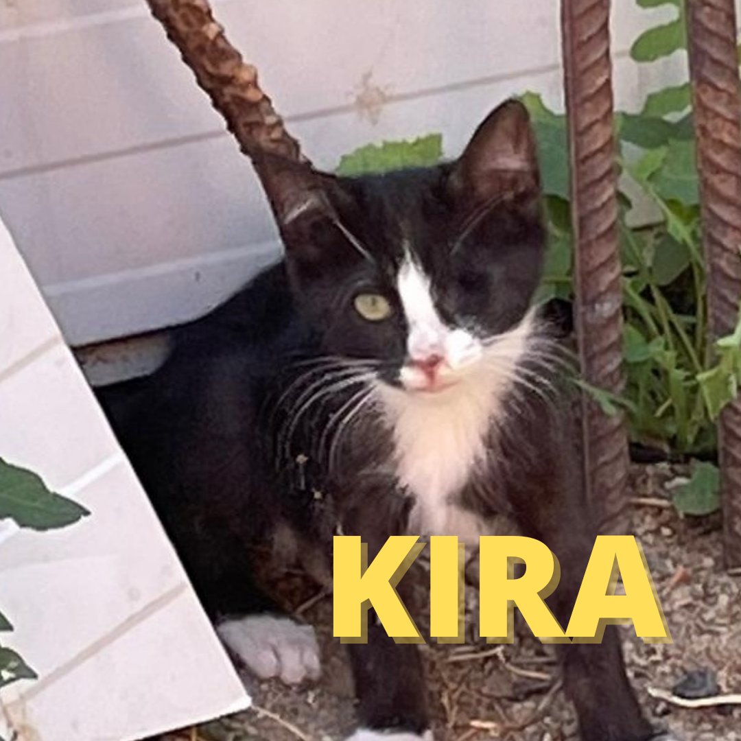 🆘LA CACHORRADA: PARTE II🆘

Si no son adoptados pronto, crecerán y pasarán a ser invisibles del todo, así que por favor, difundid.

Estos son cuatro de ellos: Dolores,Limón, Kira y Sira

Para comunicaros con nosotros  escribidnos a defensanimalzamora@gmail.com