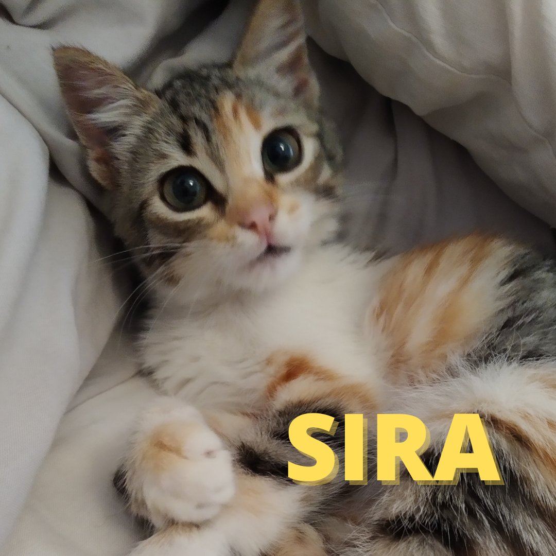 Adopta Daz tweet media