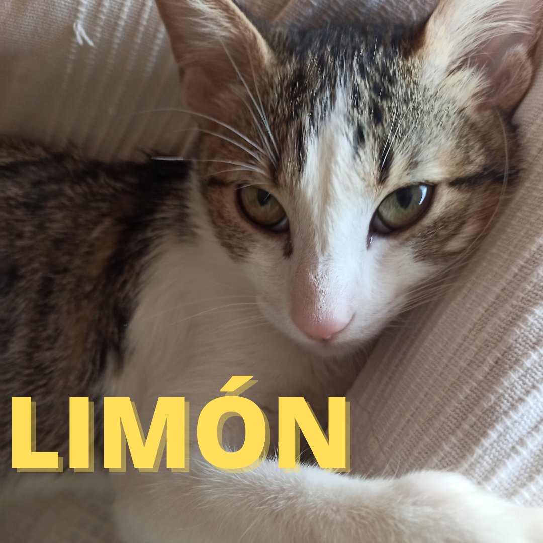 Adopta Daz tweet media