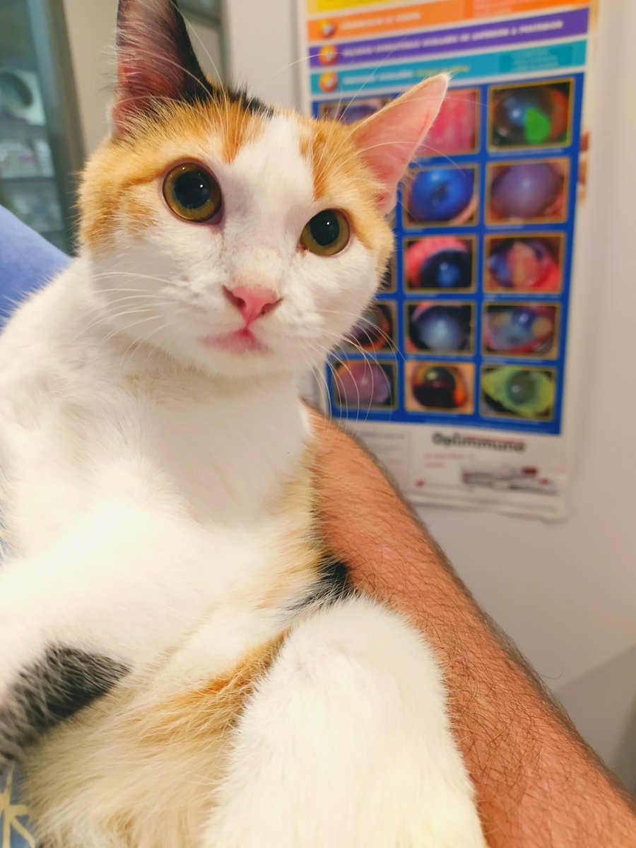 Adopta Daz tweet media