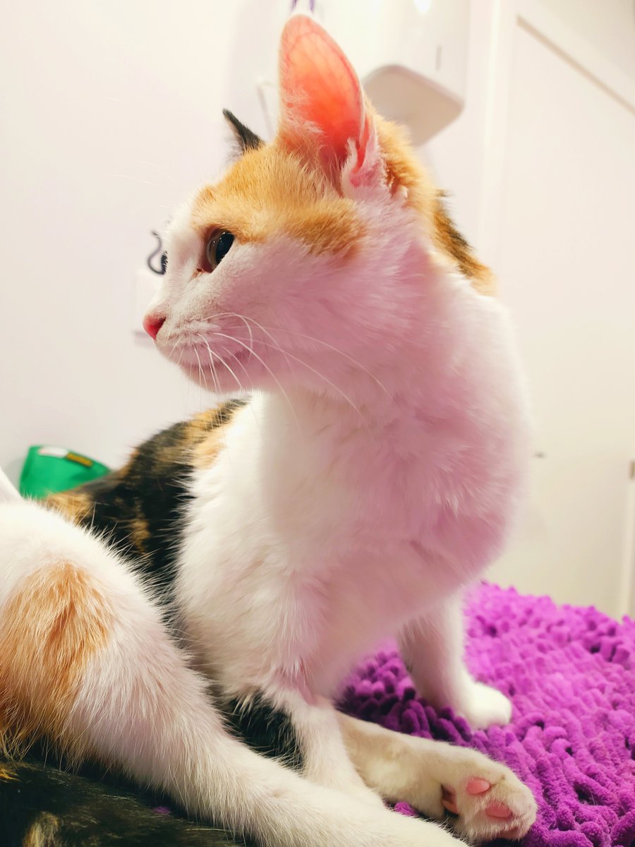 Adopta Daz tweet media