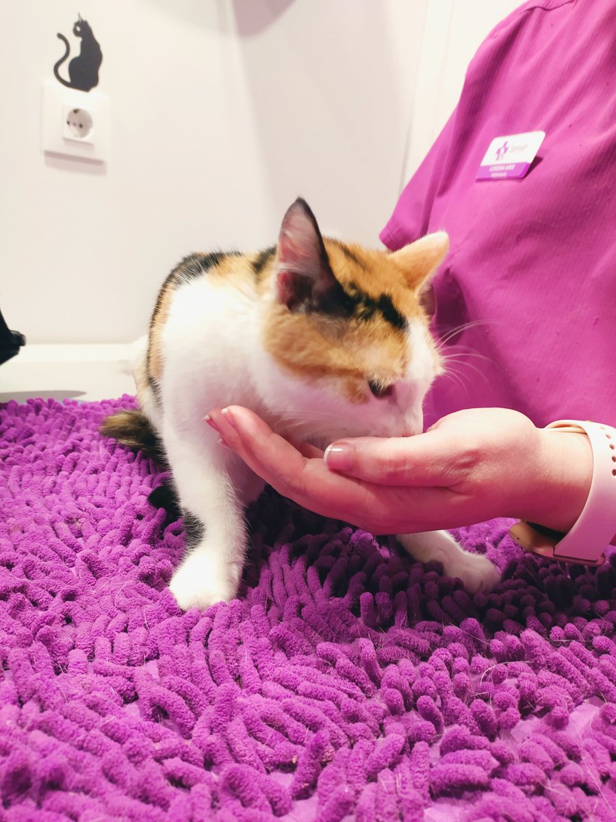 Hela, la gatita parapléjica, sigue con sus sesiones diarias de fisioterapia. 

La hemos llevado al veterinario para poner su primera vacuna y se ha portado genial. Incluso ha estado a punto de quedarse dormidita en la mesa.

Si quieres adoptar:
💌defensanimalzamora@gmail.com