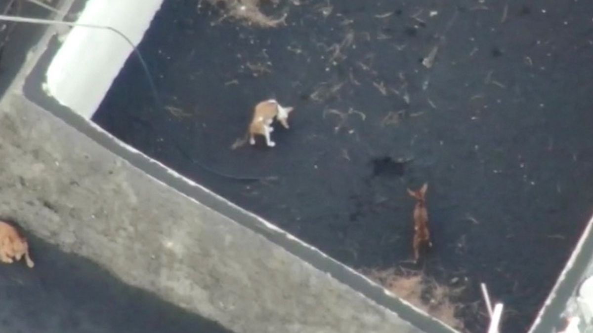 _dasal_'s tweet photo. Hay gente criticando que se pierde tiempo rescatando perros…

…Se les olvida que hay perros rescatando gente.

#Palma #LaPalma #VolcandeLaPalma #volcanCumbreVieja #perroslapalma #volcan https://t.co/WSL1ehNafM