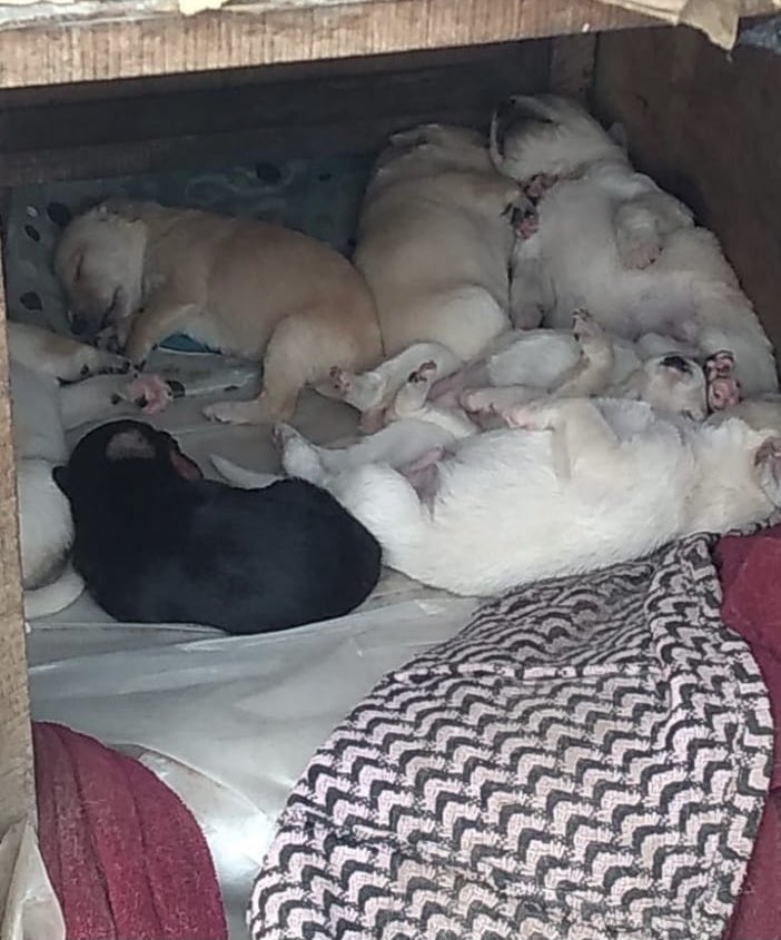SE NECESITA TEMPORAL O ADOPTANTES PARA CACHORROS! Su mami murió hace un par de horas atropellada🥺😔. No merecen pasar un día más en las frías calles. Deben tener 1 mesesito y 2 semanas. 
Por favor, RT, para que llegue a más personas y todos encuentren un hogar. 
Tlf: 941394340