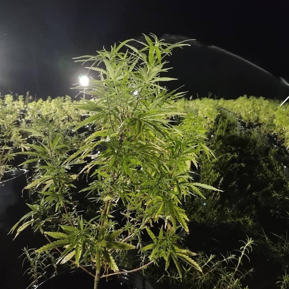 Suite_Tea's tweet photo. 2 days past my deadline but still on time for 💰.
Harvested two batches and put down another. #BlackHemp #BlackCannabis
Also completed fencing 20 acres over the last couple of weeks.
The work is hard…but it’s paying off. 😎🍃 #OnToPhase3 #SomethingAlwaysGrowingOutHere 💪🏾 https://t.co/GsYtX5boz3