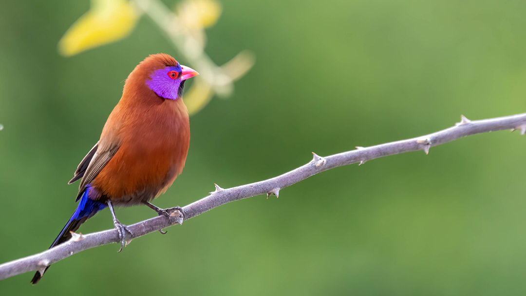 joemisika's tweet photo. Violet-eared Waxbill
One of the most colorful birds that we have in the Chobe National Park and a hard customer to get.
#violetearedwaxbill #waxbill #birding #wildlife #nature #snakebird #canon #canonphotography #joemisika #joemisikaphotography #Explorebw #thisischobe https://t.co/uabv98avcC