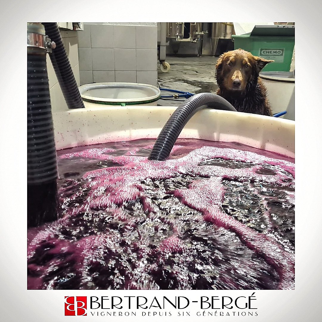 📌 #travailenequipe 😉

👉🏻 Même notre Loulou surveille notre remontage ! Une opération chasse gardée 😉🍷

🔗 Pour en savoir plus sur notre travail et notre domaine : bertrand-berge.com