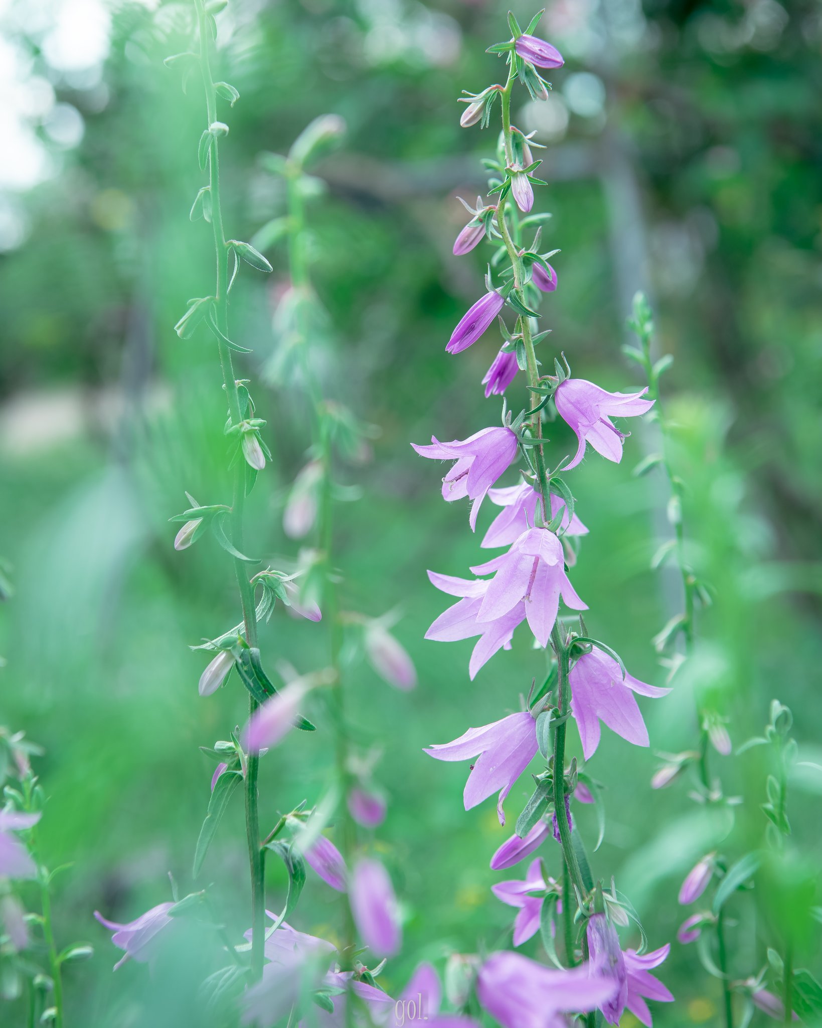 Gol おはようございます ハタザオキキョウ 旗竿桔梗 カンパニュラ ラプンクロイデス T Co Ea1ud3mtpy Twitter