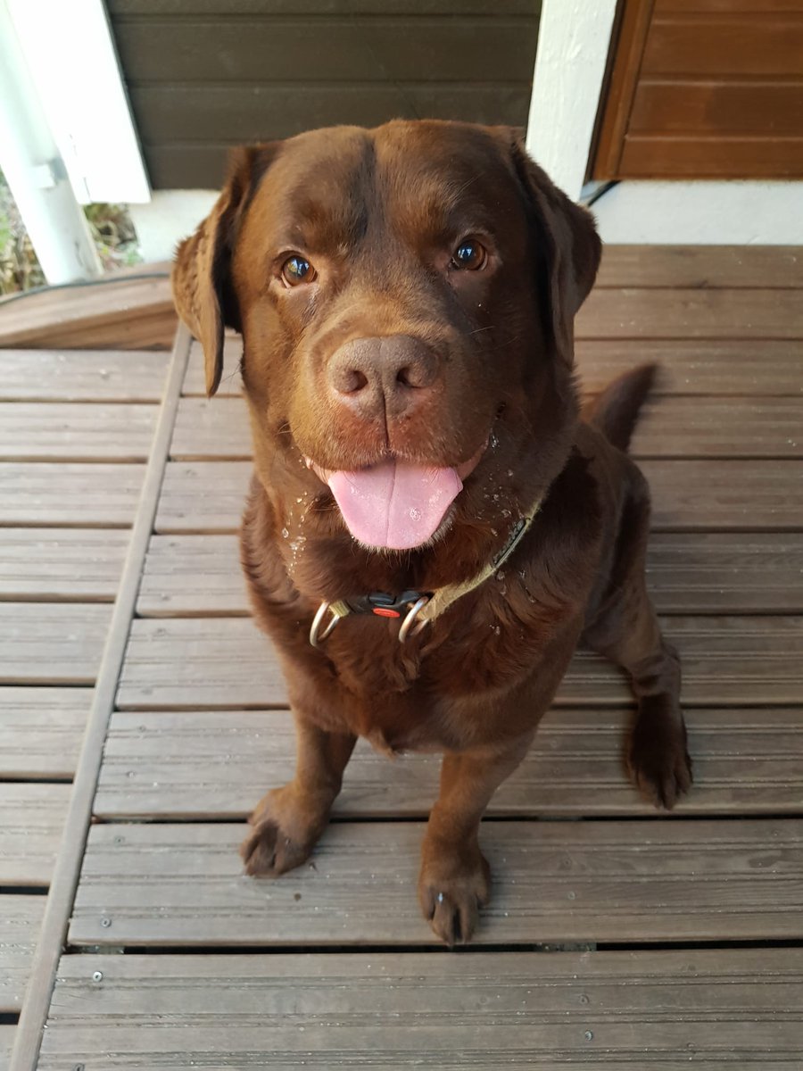 jupepi's tweet photo. Goodbye old friend ❤️ rest in peace Hubert/Huppe 2013-2021 https://t.co/2WuYD1QuPM