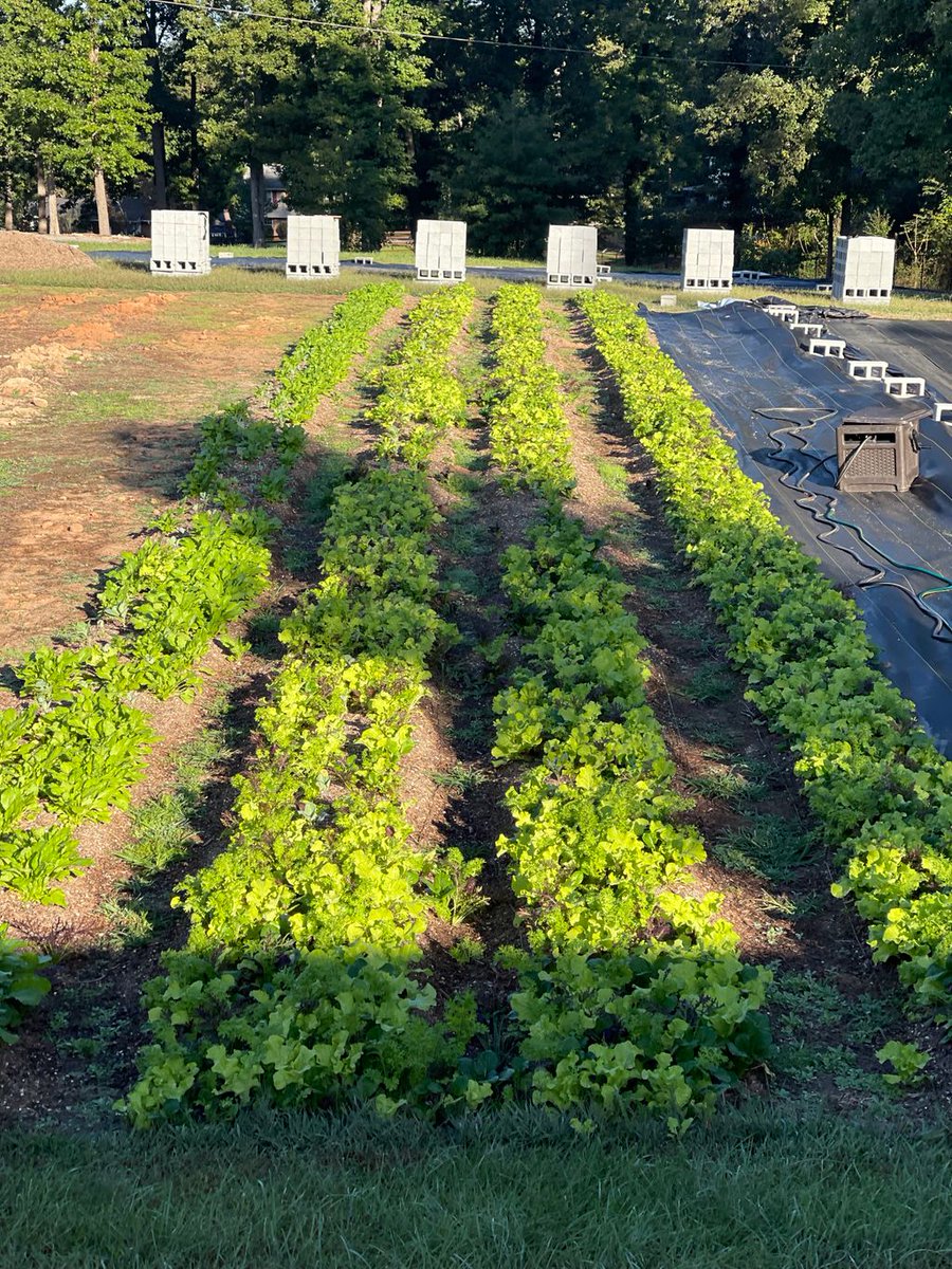 SustainingWay's tweet photo. We received a federal grant from USDA-NRCS to grow 3 community gardens/farms in and near Nicholtown. See progress pics of where we are today vs where we started at Upstate Circle of Friends with Maranatha Farms &amp; Wellness! 
#urbanfarm #growcommunity #annieshouse #sustainingway https://t.co/TVGeSzOmAJ