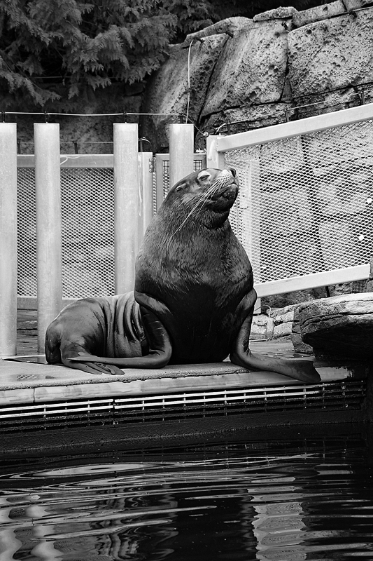AliRaeStudios's tweet photo. Enjoyed seeing some animals getting much needed help at the Vancouver Aquarium this week.  #vancouveraquarium #Oceanlife https://t.co/JU8DxxZEwo