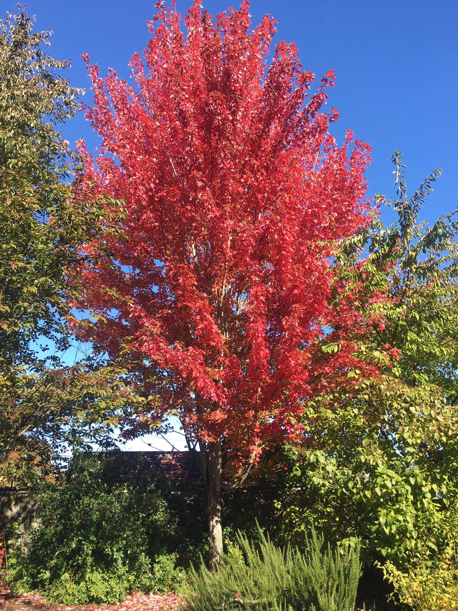 ShabbyNChic's tweet photo. This tree in my backyard π
#fallinoregon https://t.co/KcFNnlQhwD