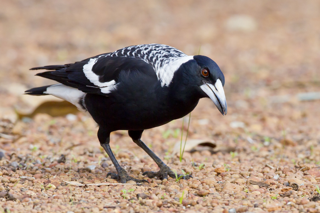 UrbanBirdsOz's tweet photo. The @BirdLifeOz #AussieBirdCount starts TODAY! Make some time this week (18-24 Oct) to get outdoors and tells us about the birds that live in your garden, park or local patch of bush!
https://t.co/Si6zvxKnc1
📷 Photo: Australian Magpie © John Barkla 2011 https://t.co/NnbkWmK9i0 https://t.co/OMMrxSHzlm