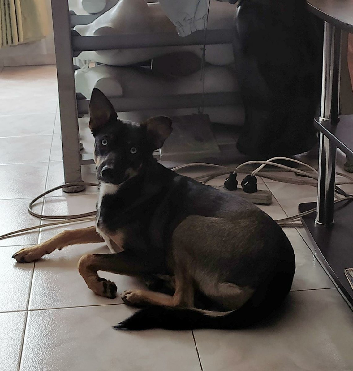 sonyjpca's tweet photo. Hola!! Está perrita mi mami se la encontró en un parque, es criolla y busca un hogar que le brinde cariño y cuidado. Por favor. @Ambientebogota @AnimalesBOG @Alcaldiakennedy @Fontibon_Bogota @Bogota https://t.co/WcryFEK8wT