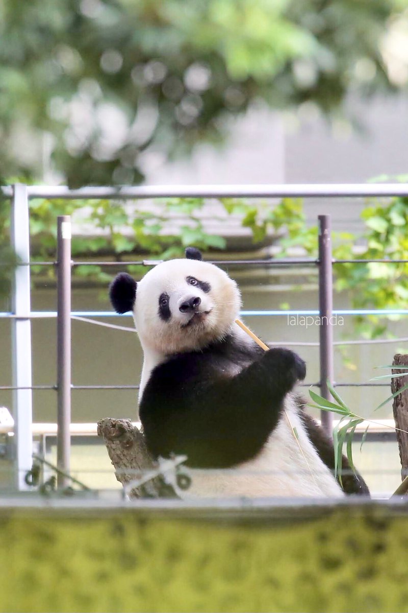 ｼｬﾝｼｬﾝ Twitter Search