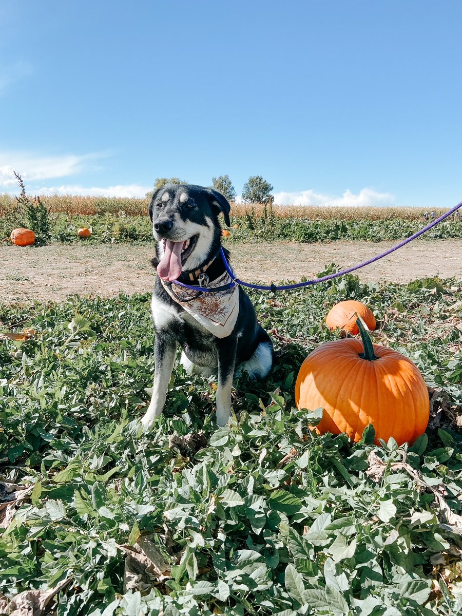 WaterpikPets's tweet photo. Nothing better than a dog at a pumpkin patch. Happy Fall from all of us at Waterpik Pets. Be sure to scoop up a Pet Wand PRO for post-patch bath time!⁠
⁠
#petwandpro #falldogs #waterpikpets https://t.co/0rSJ15JXIo