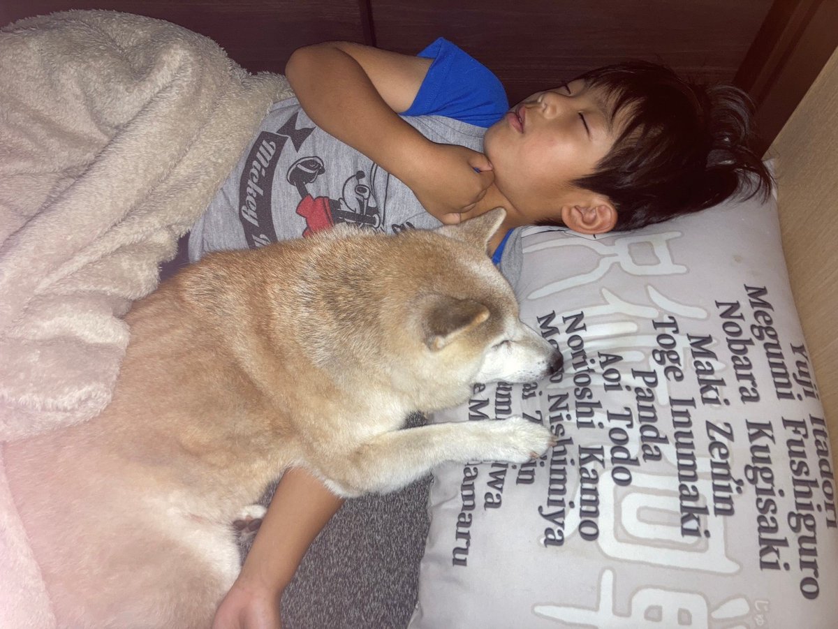 おばあちゃん犬