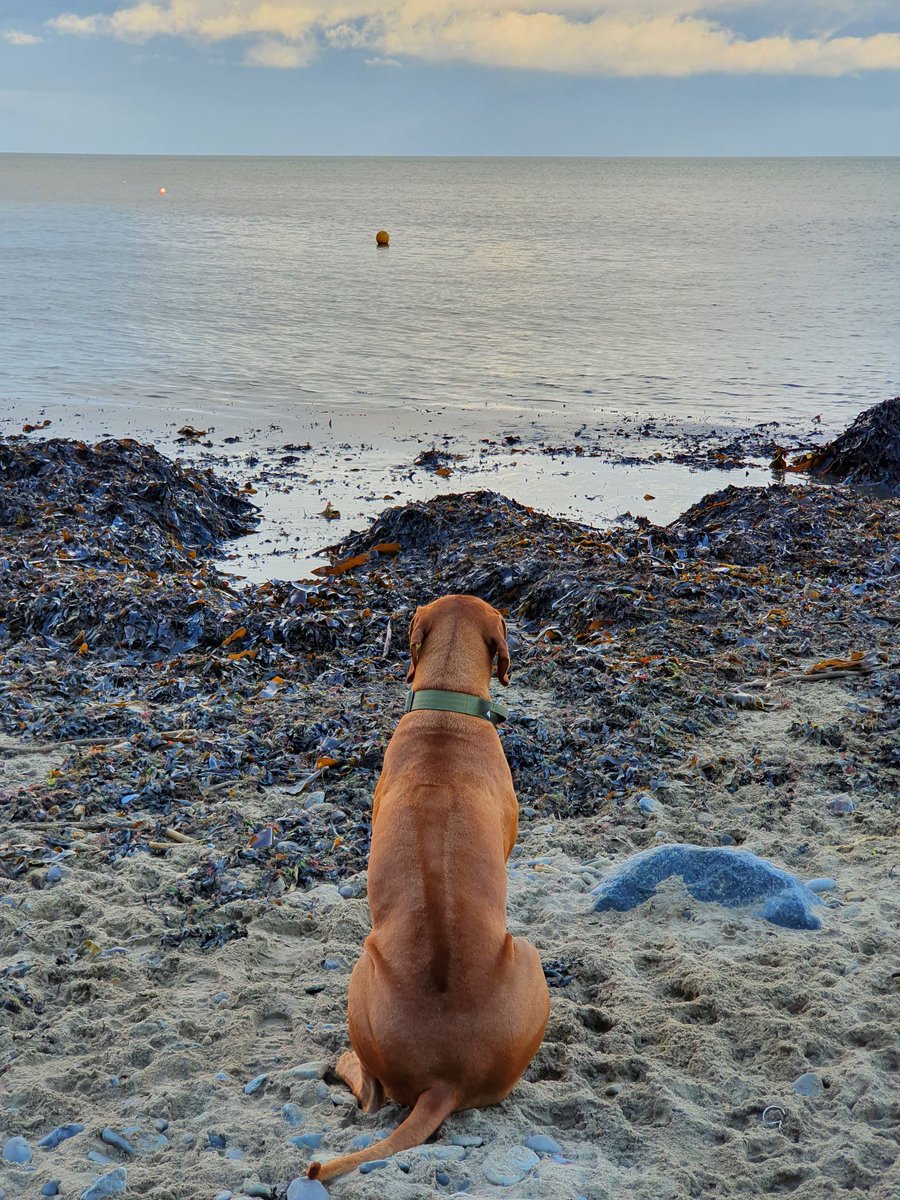 JulesL55's tweet photo. @burnharbour #dogsoftwitter #dogslovethebeach #dogs #dogfriendly ❤ #dogholidays 🐕 #dogsstayfree 🐾 https://t.co/FkHxVBMzZW https://t.co/aZkgGvoWEm