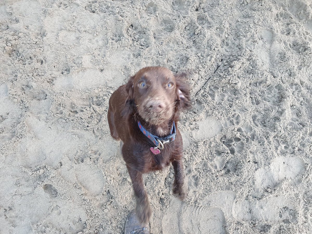 JulesL55's tweet photo. @burnharbour #dogsoftwitter #dogslovethebeach #dogs #dogfriendly ❤ #dogholidays 🐕 #dogsstayfree 🐾 https://t.co/FkHxVBMzZW https://t.co/aZkgGvoWEm
