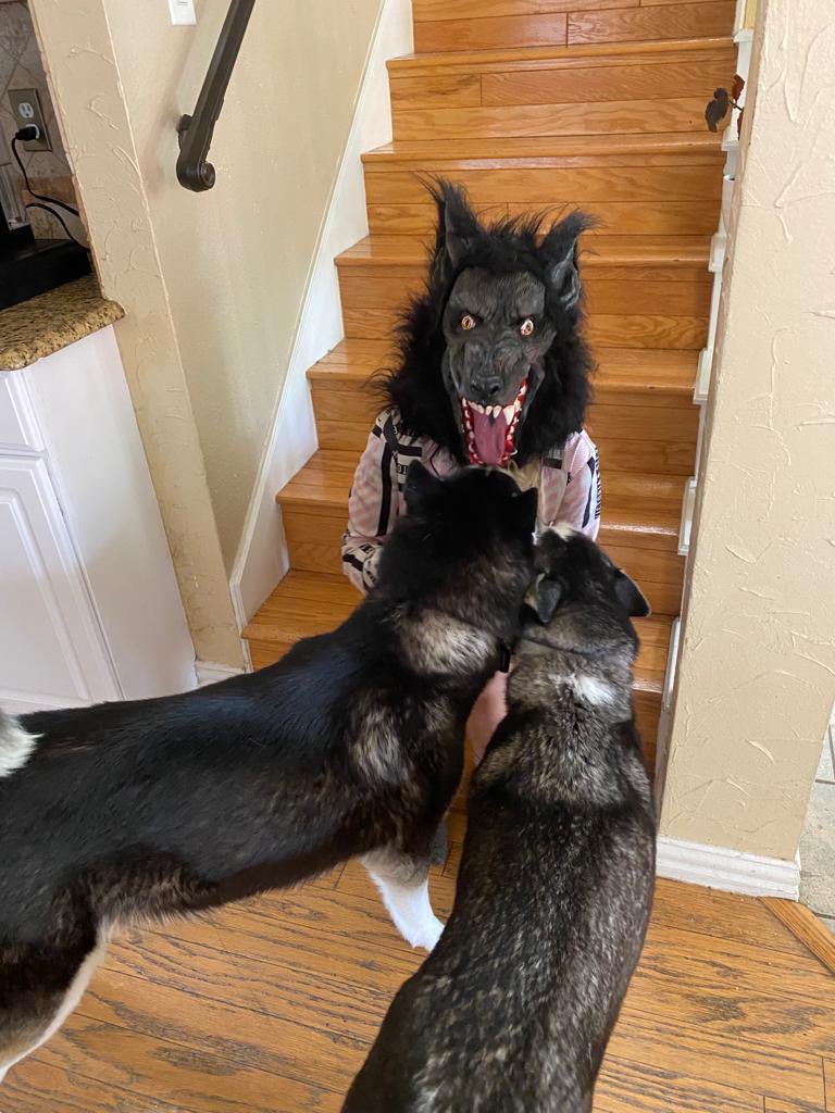 PepitaCorona's tweet photo. Eyyy ♥️Amigos !! My Mummyyy 💭 she could mess with #siberianhuskies we are the #fearlessdogs Las lobas somos nosotras 🤣🤣🤣🙌🏻🐺🐺Welcome !! 🤗 #dogslove #dogs #SundayFeeling #enjoyingmydogs #liveandlaugh #EnjoyingEverydayLife #domingueando #misperrasyyo https://t.co/qMGORY5xdX