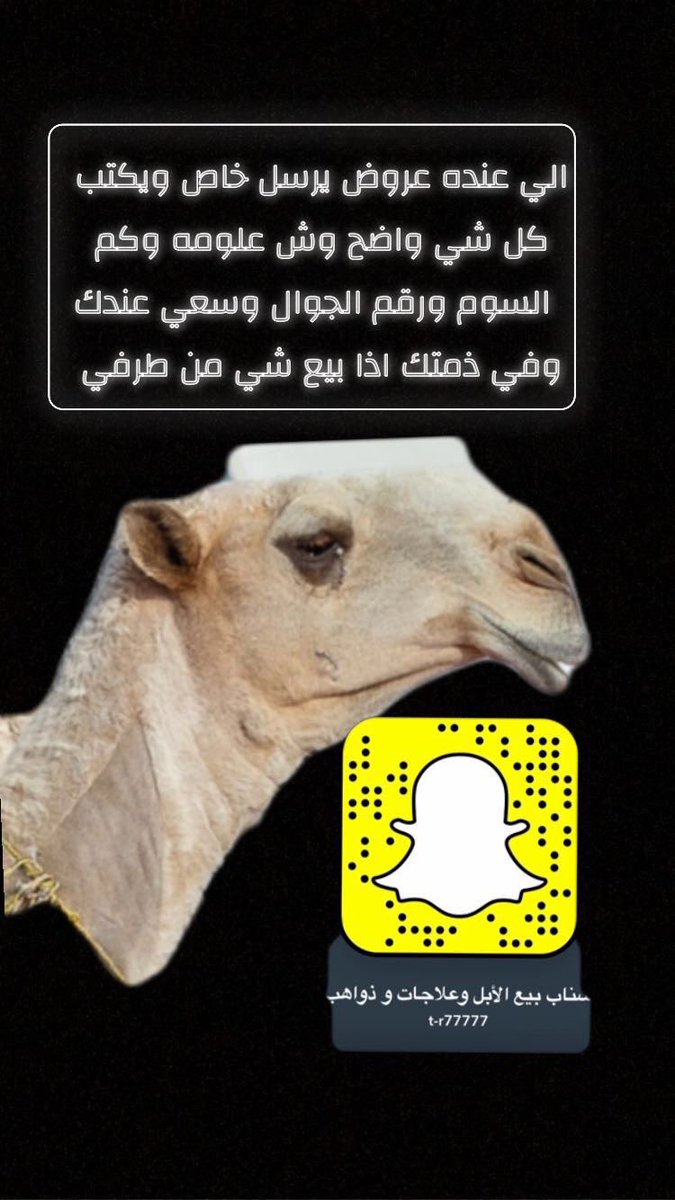 #نادي_الابل