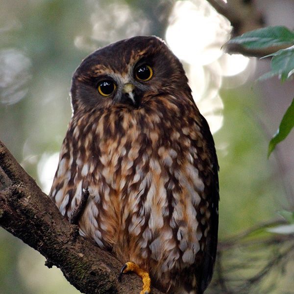 Canopy_Tours's tweet photo. VOTING IS OPEN!🎉

Bird Of The Year 2021

Forest and Bird run 'Bird Of The Year' to raise awareness around the degree of New Zealands Native Birds.

So, who has your vote this year?🧐

hs://bit.ly/3pbBPlBttp https://t.co/X2tUrHV9IW