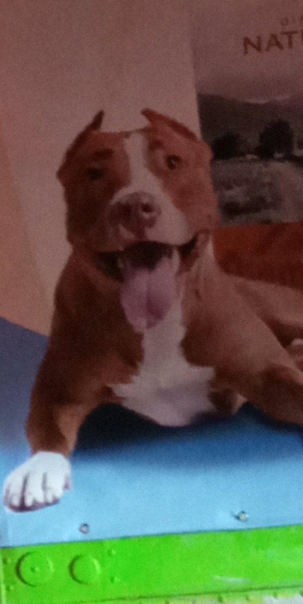 ACNH_Murphy's tweet photo. Omw back home after going out with my family, I saw this dog food promotion thing. Idk why but the pictures made me laugh, doggo really said: 😛😀 https://t.co/xcyHmPYCN9