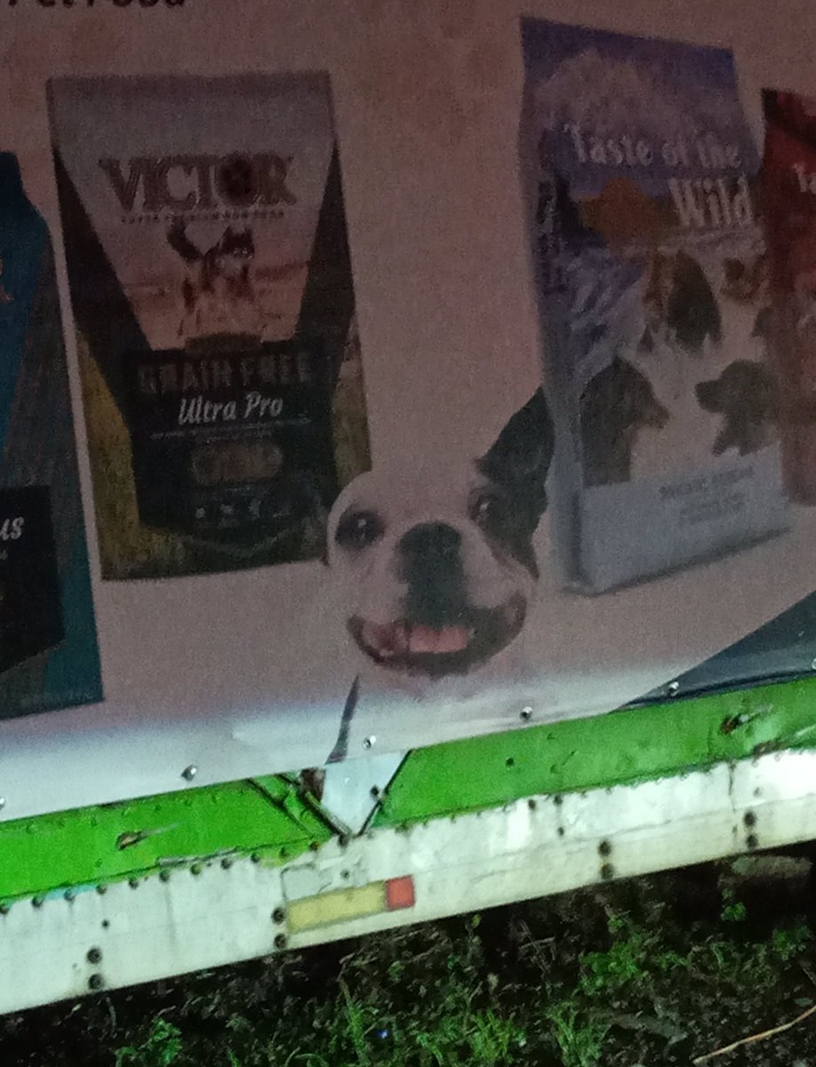 ACNH_Murphy's tweet photo. Omw back home after going out with my family, I saw this dog food promotion thing. Idk why but the pictures made me laugh, doggo really said: 😛😀 https://t.co/xcyHmPYCN9