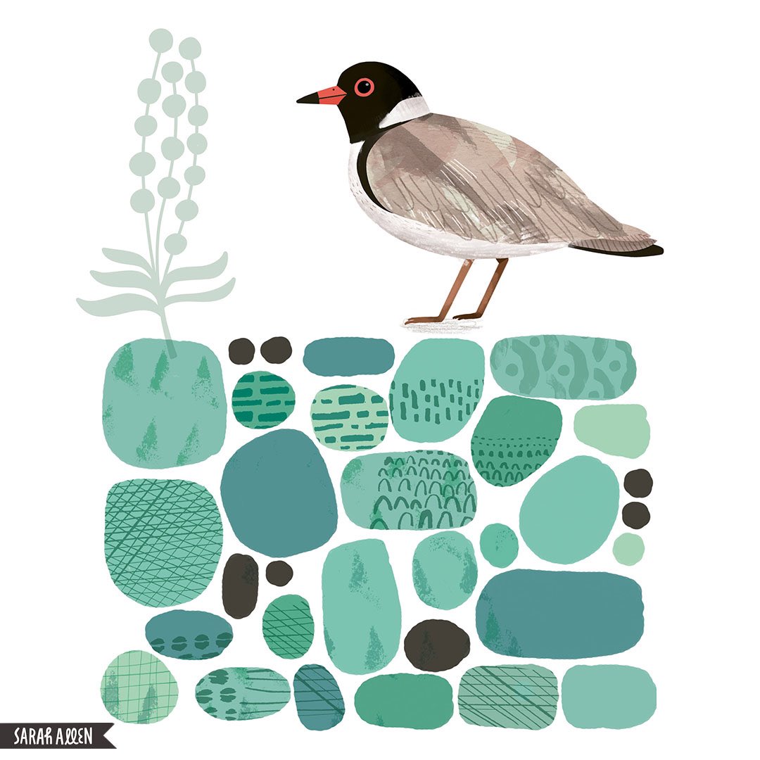 SarahAllenFinch's tweet photo. Hooded Plover. This guy is in my 2022 bird art calendar and will soon be available as a print.
#hoodedplover 
#AussieBird #australianbirds #birdlifeaustralia #sorrento https://t.co/xQZ8lA0tV0