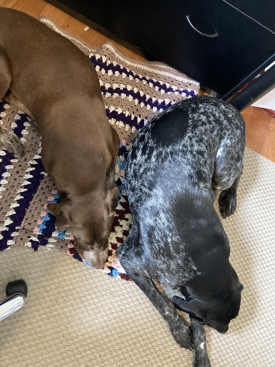 #ANZUP21  enjoying day 2 of ANZUP Virtual meeting with my office buddies <a href="/ANZUPtrials/">ANZUP</a>