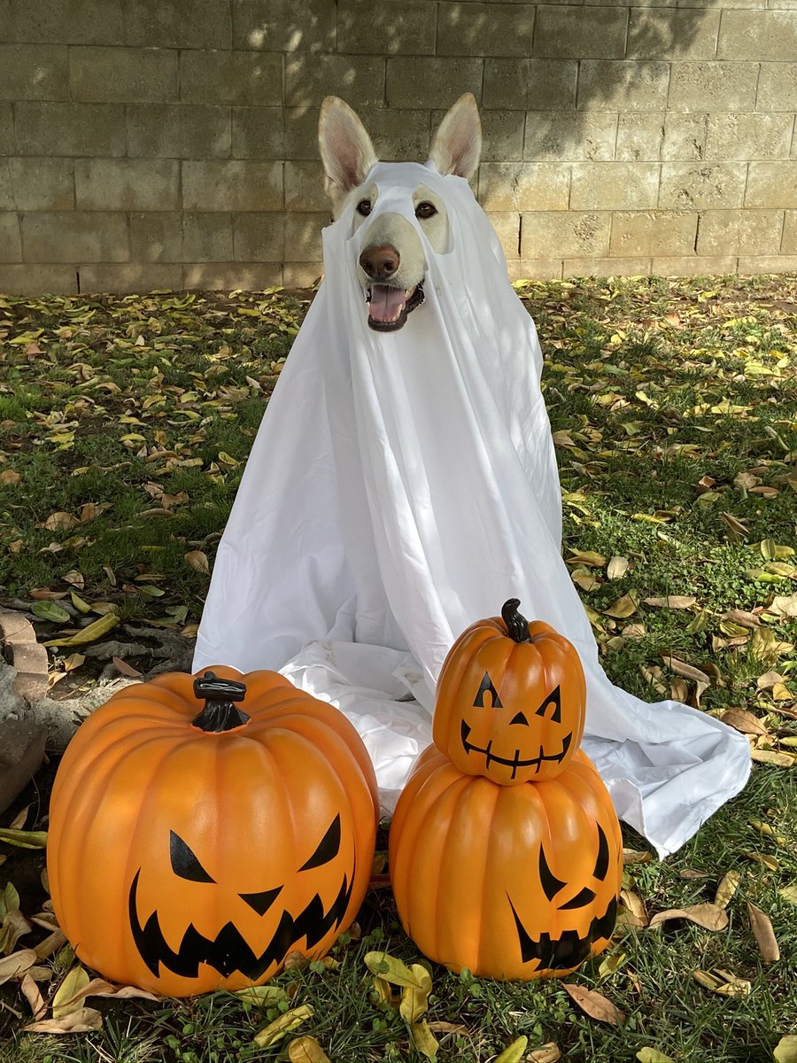 MeganBDavis's tweet photo. @Chewy Pat is ready for trick-or-treating!! https://t.co/MrkqTun92e