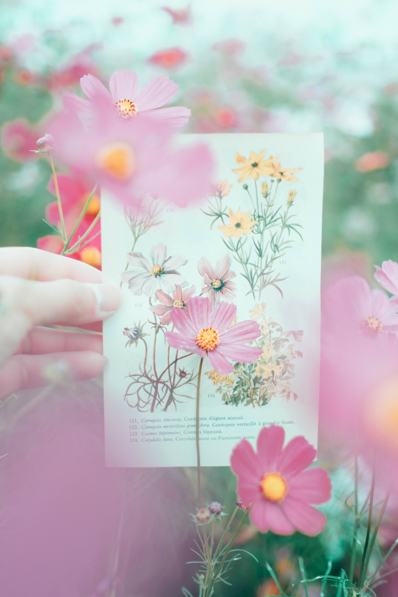 Tomotaka 植物図鑑 秋桜 T Co Lsnkndvhiq Twitter