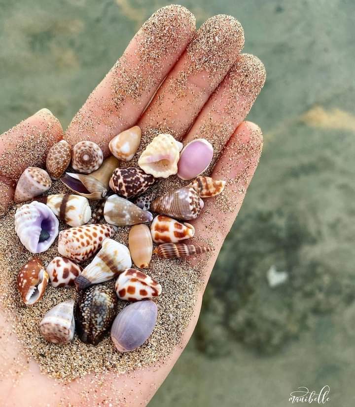 Beautiful seashells 🐙🐚🐚🐚🐚
#Sea #Shell #snail #beachlife 
#Beachbeauty #marine #nature 
#naturelovers #NatureBeauty 
#NaturePhotograph #photography 
#MarineLife 🐙🐚🐳🐠🐳🌊🌊🌊