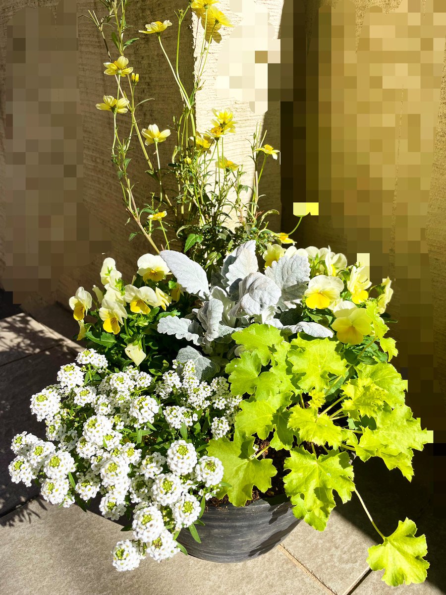 Lily_stellaJM13's tweet photo. 久しぶりにお花を🌼
ジミンちゃんの9500日Dayだった時に
黄色いお花とボラへ色で💛💜
植えたばかりだけど…このままキレイに咲いてくれたらいいな🐣🌼
Happy Jimtober💛
#FlowerHealing 🌼☘️ https://t.co/FrJW2ZwH4W